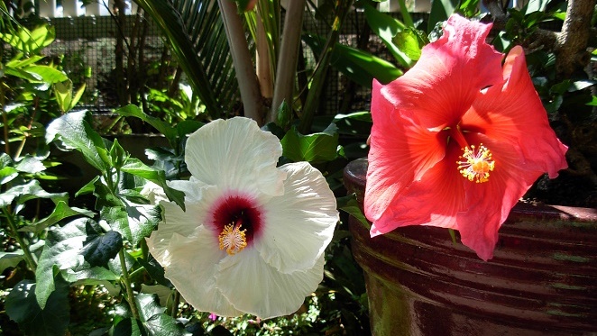 Karin's Garden Villa