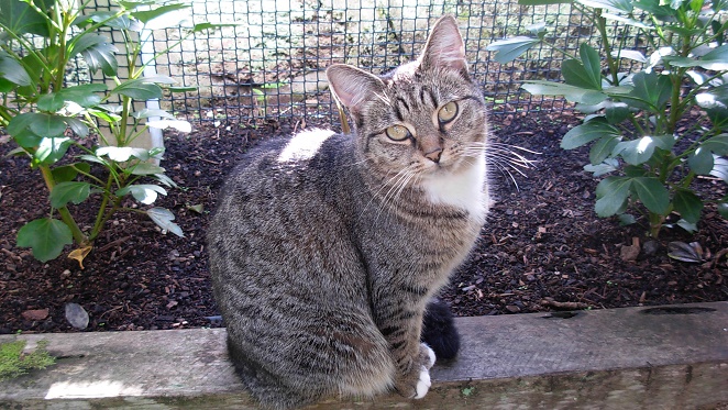 Karin's Garden Villa